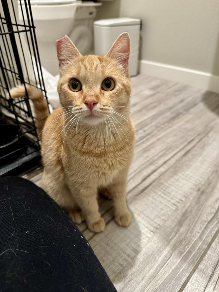 Enlarge Ginger, a Adoptable American Shorthair in Lancaster, CA image 4/5