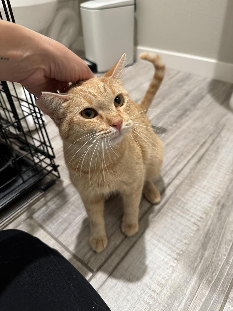 Enlarge Ginger, a Adoptable American Shorthair in Lancaster, CA image 5/5