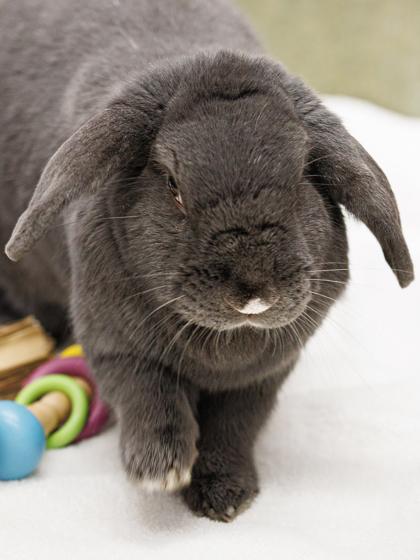 Stitch, Adoptable, Adult Female Bunny Rabbit & Bunny Rabbit.