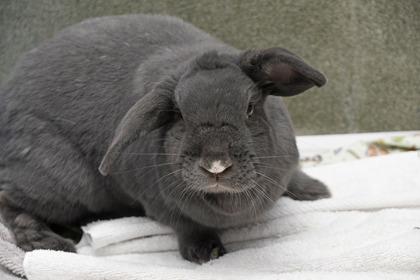 Stitch, Adoptable, Adult Female Bunny Rabbit & Bunny Rabbit.