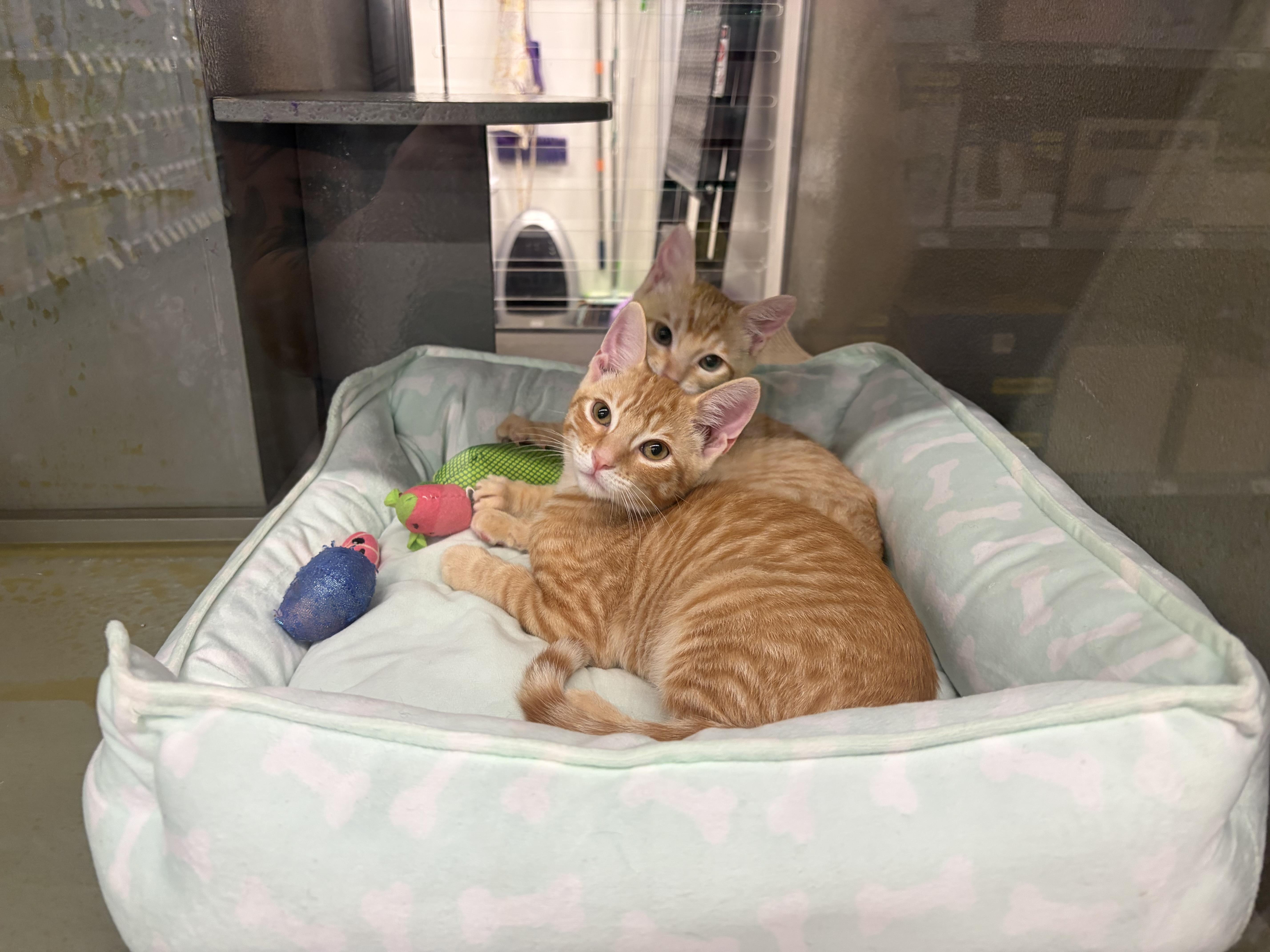 Zeffer and Zadie INDOOR ONLY, adopted, Kitten Male Domestic Short Hair.