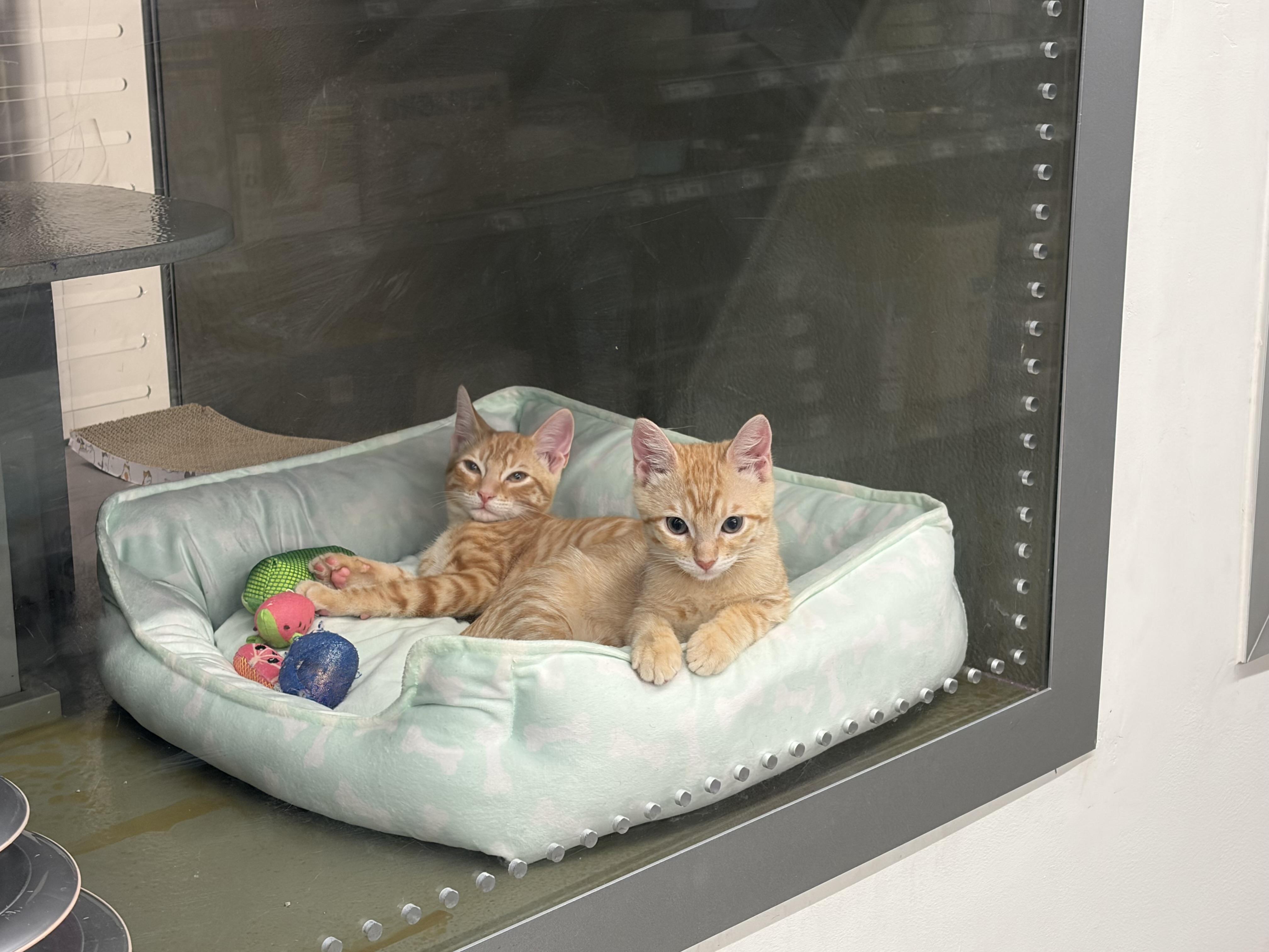 Enlarge Zeffer and Zadie INDOOR ONLY, an adopted mixed breed in Lodi, CA image 2/5
