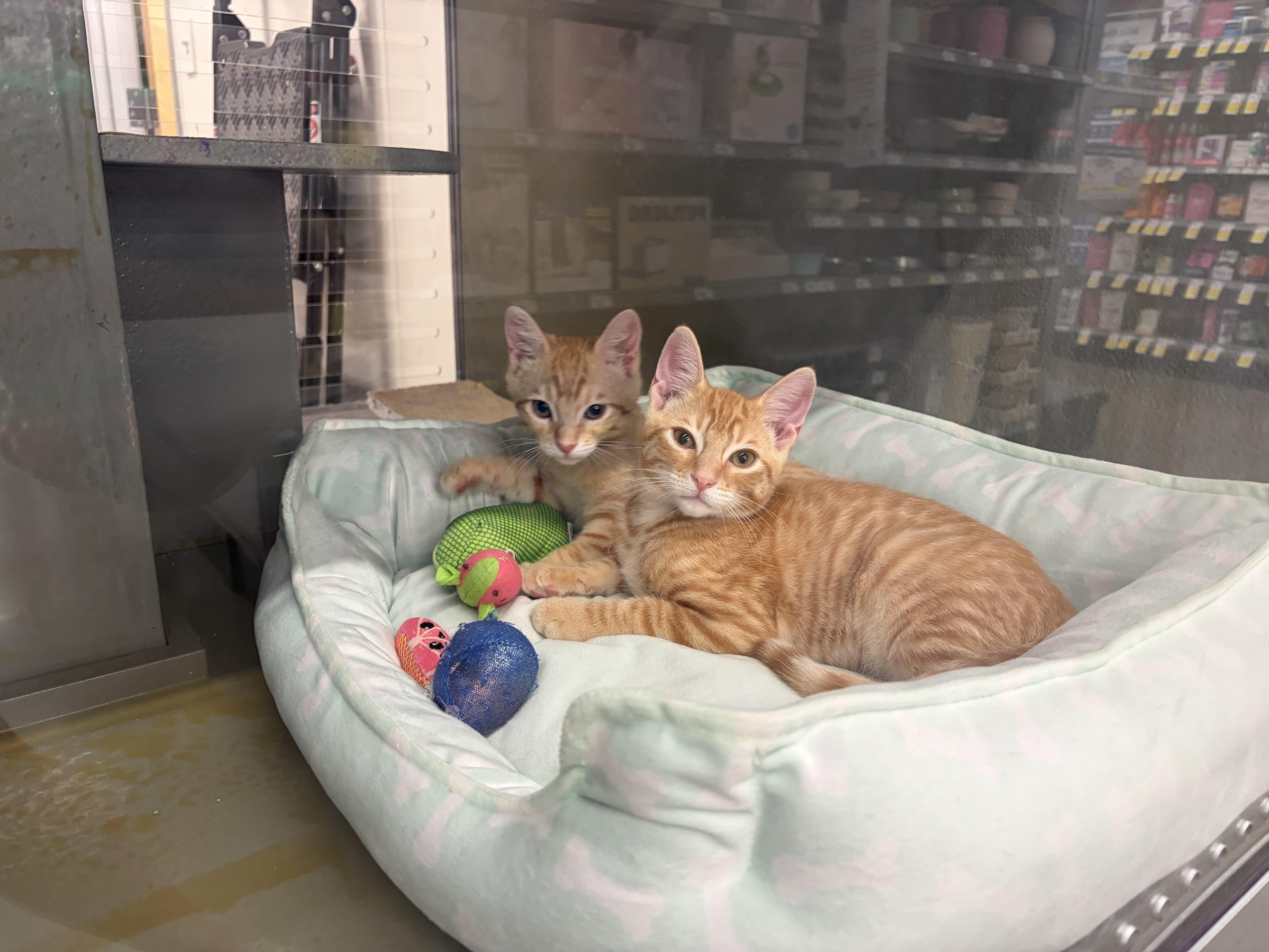 Enlarge Zeffer and Zadie INDOOR ONLY, an adopted mixed breed in Lodi, CA image 4/5
