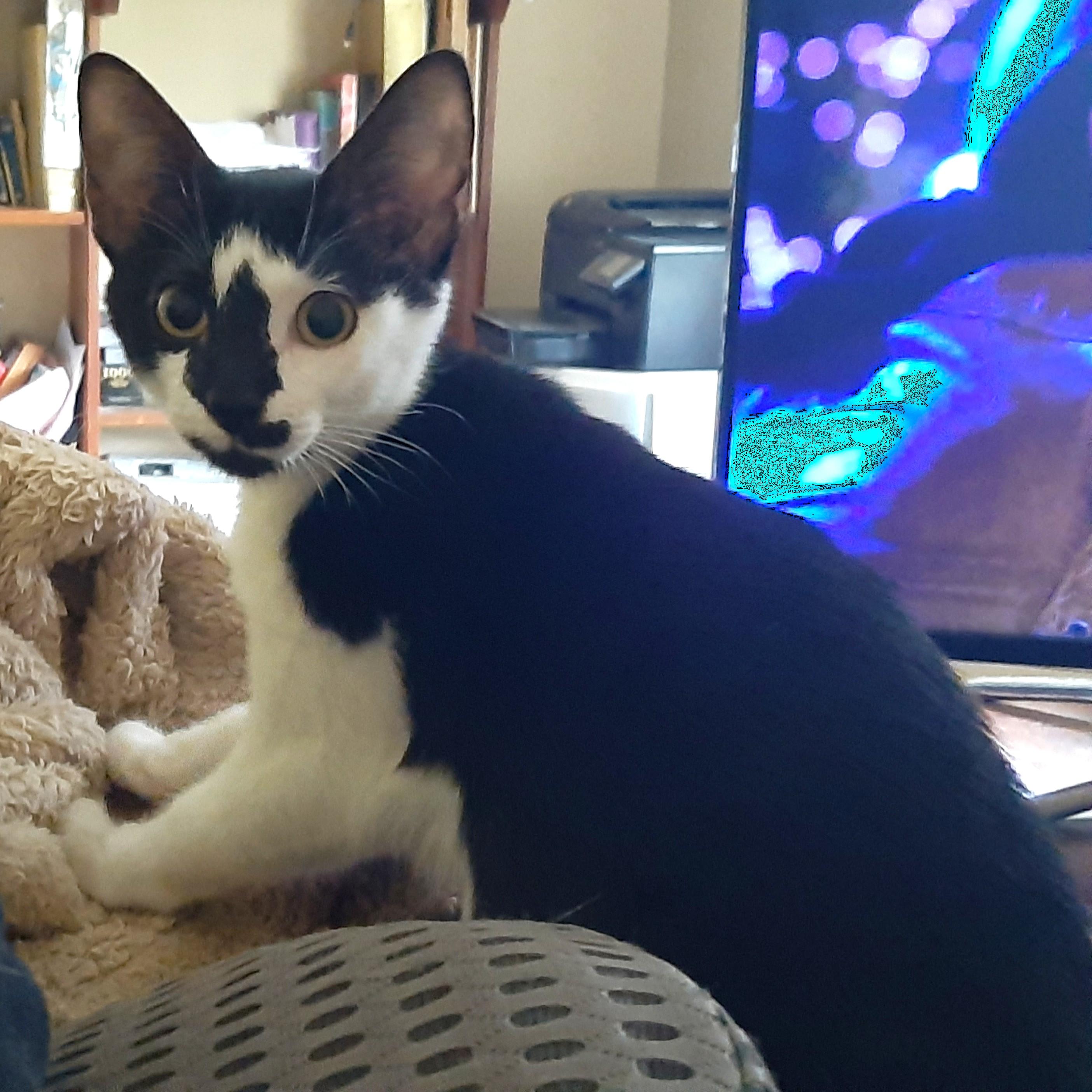 Enlarge Robin, a ADOPTABLE Domestic Short Hair in Smithfield, NC image 3/5