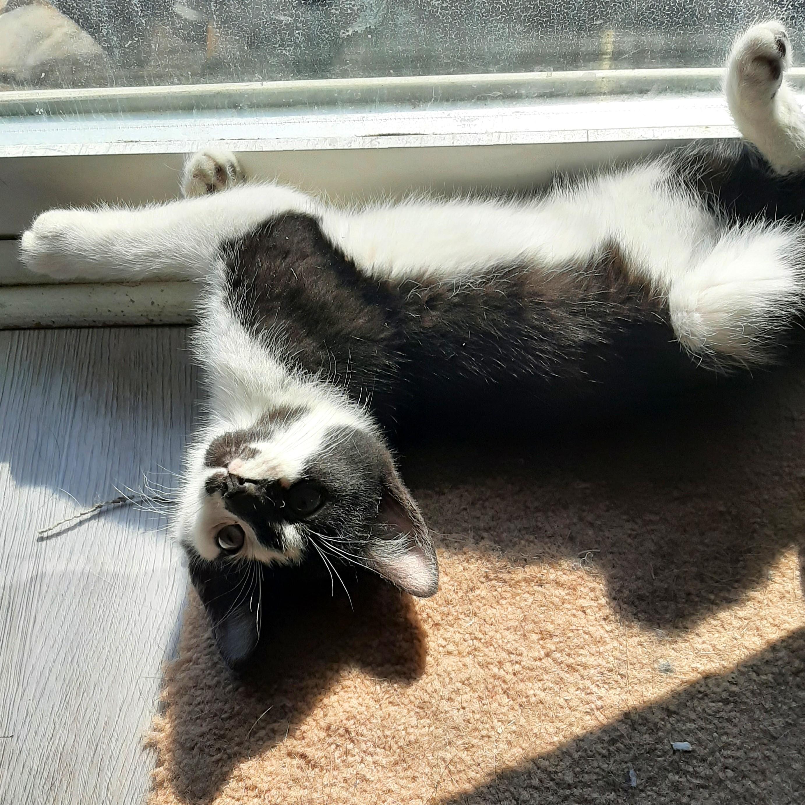 Enlarge Robin, a ADOPTABLE Domestic Short Hair in Smithfield, NC image 2/5