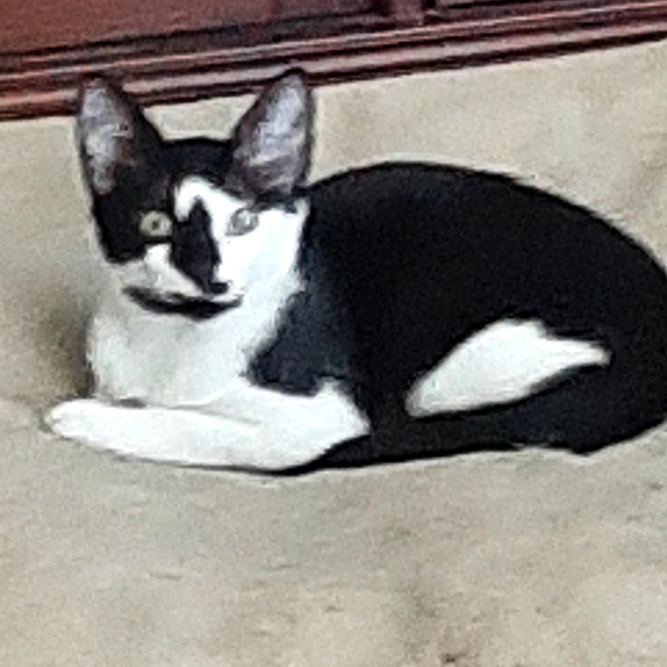 Enlarge Robin, a ADOPTABLE Domestic Short Hair in Smithfield, NC image 1/5