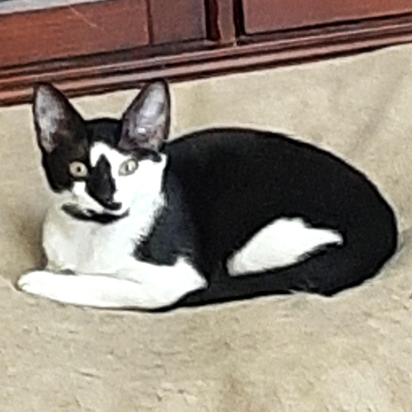 Enlarge Robin, a ADOPTABLE Domestic Short Hair in Smithfield, NC image 4/5