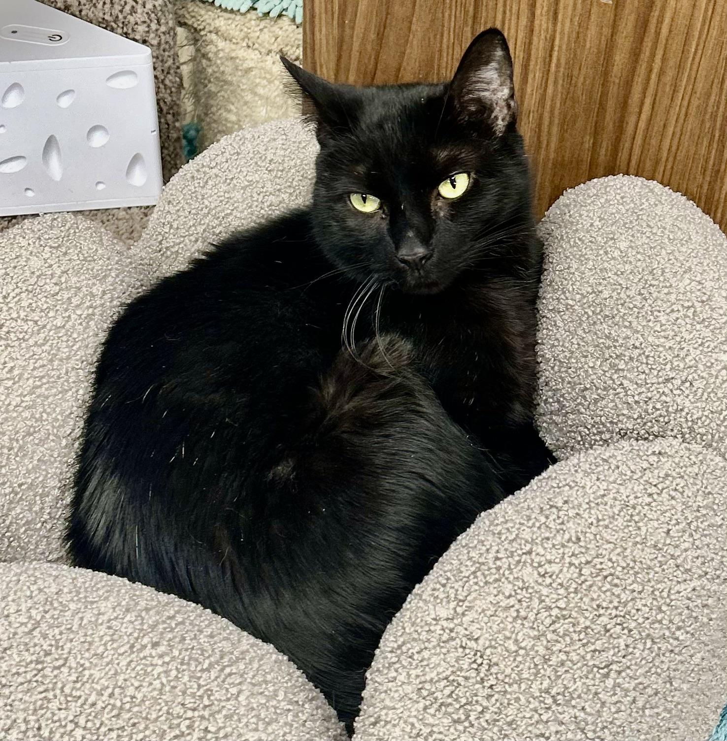 Punky, ADOPTABLE, Adult Male Domestic Short Hair.