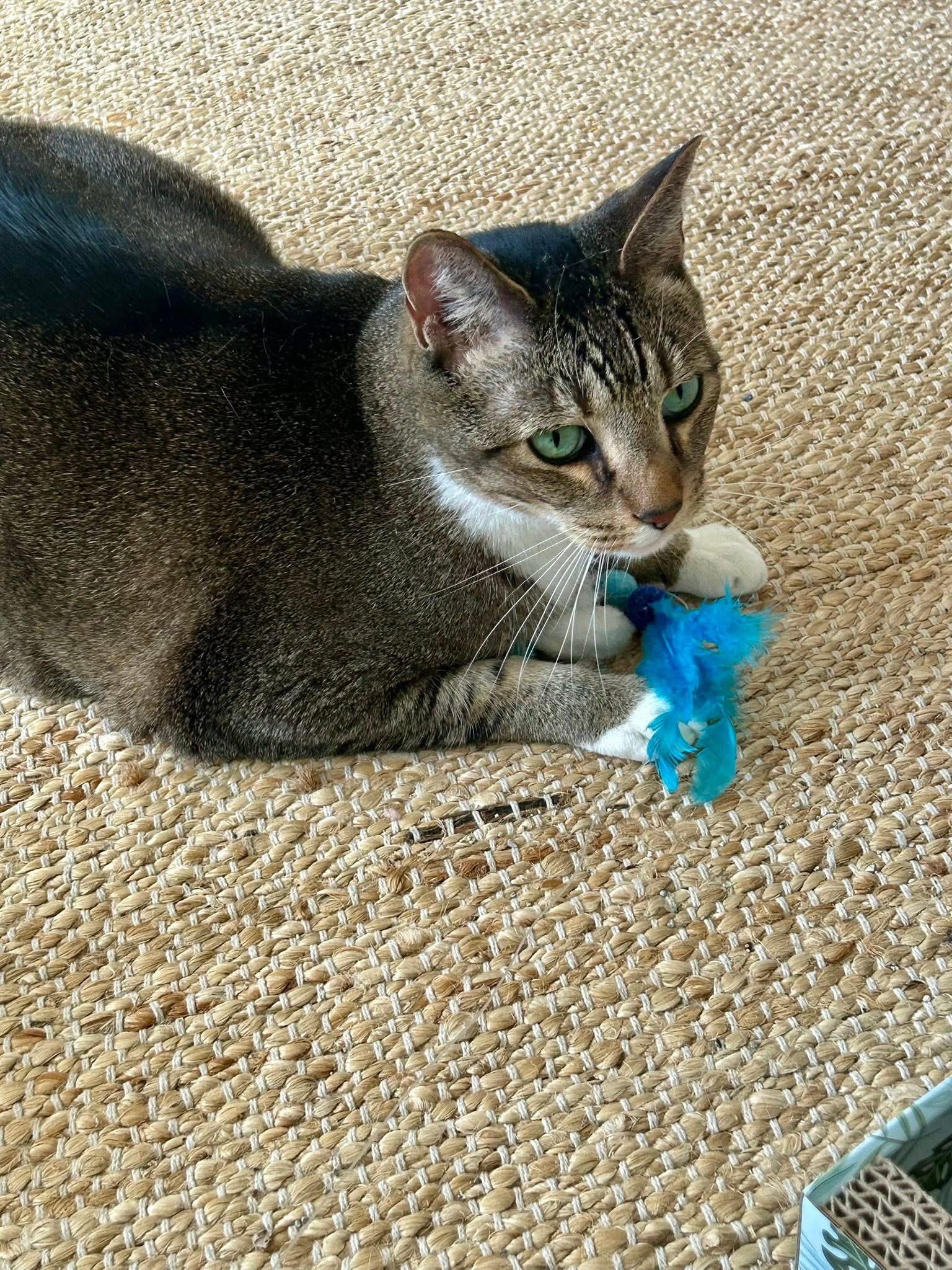 Enlarge Phoenix , a ADOPTABLE Domestic Short Hair in Enfield, CT image 3/3