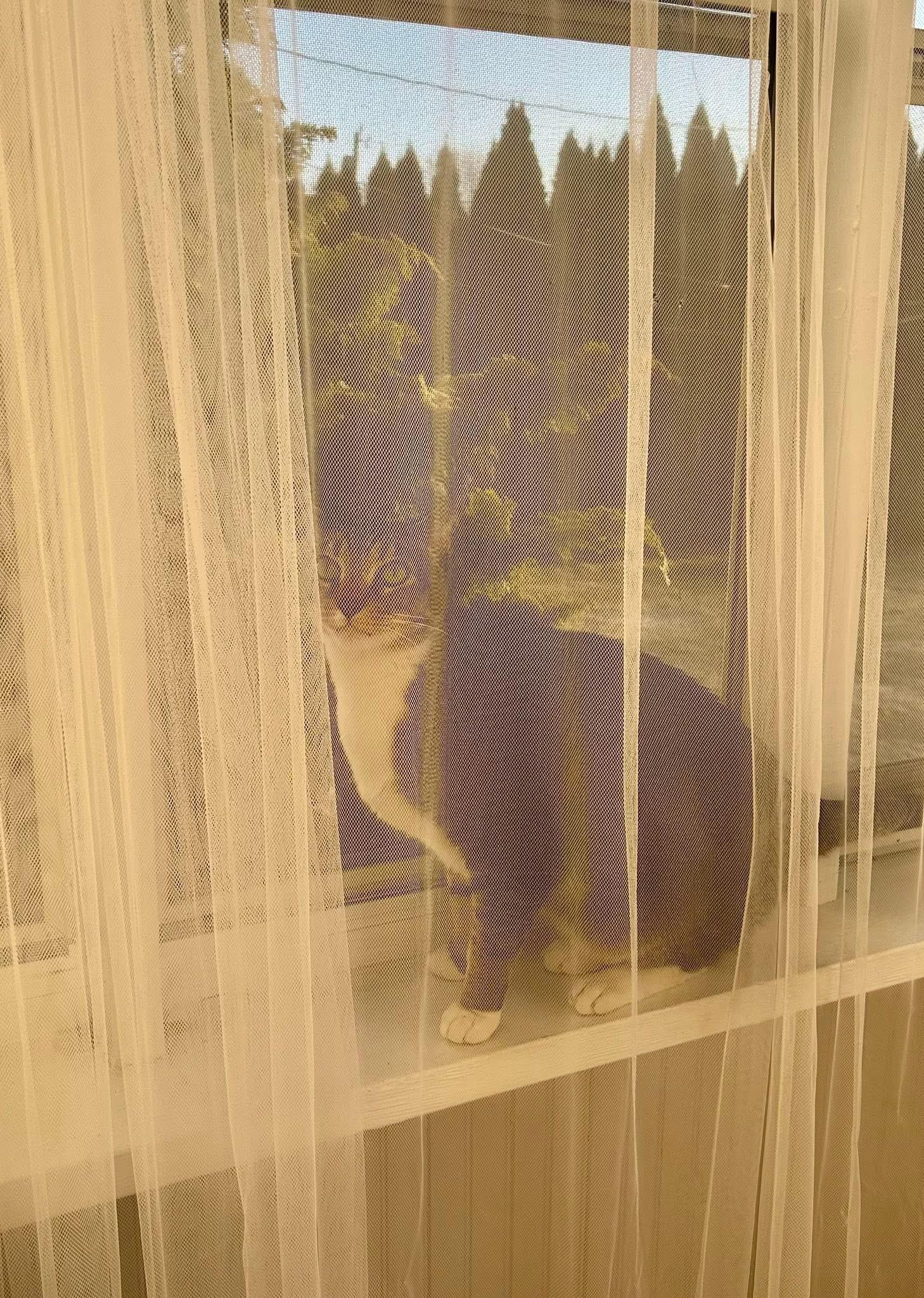 Enlarge Phoenix , a ADOPTABLE Domestic Short Hair in Enfield, CT image 2/3