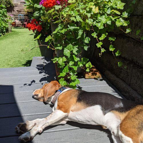 Buddy, Adoptable, Adult Male Beagle.