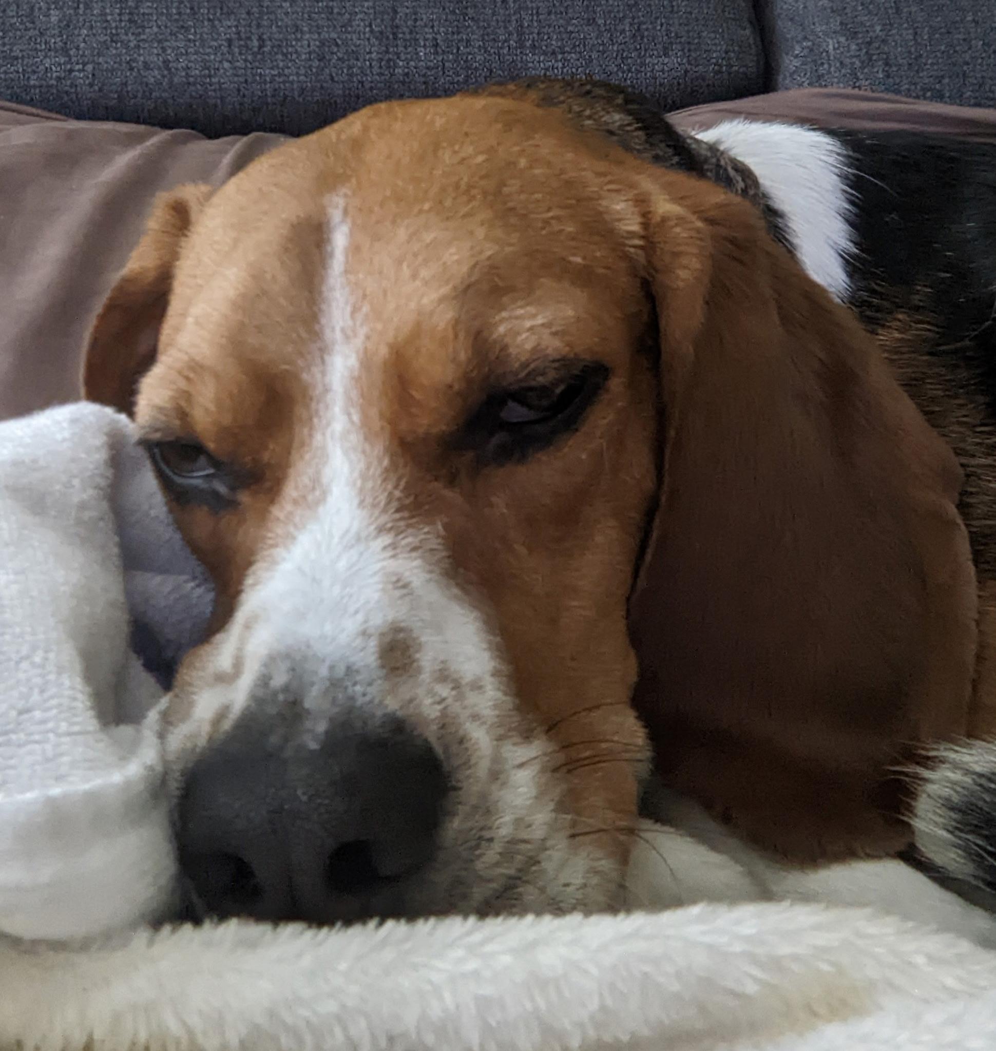 Buddy, a Adoptable Beagle in Kent, WA image 2/5