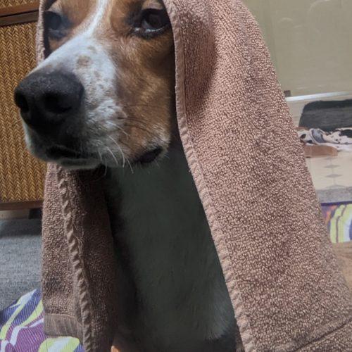 Buddy, a Adoptable Beagle in Kent, WA image 3/5