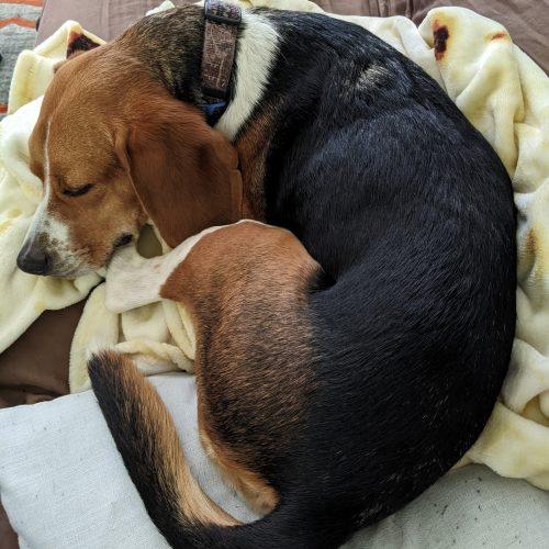 Buddy, a Adoptable Beagle in Kent, WA image 4/5