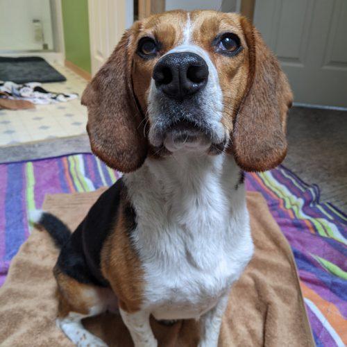 Buddy, a Adoptable Beagle in Kent, WA image 5/5