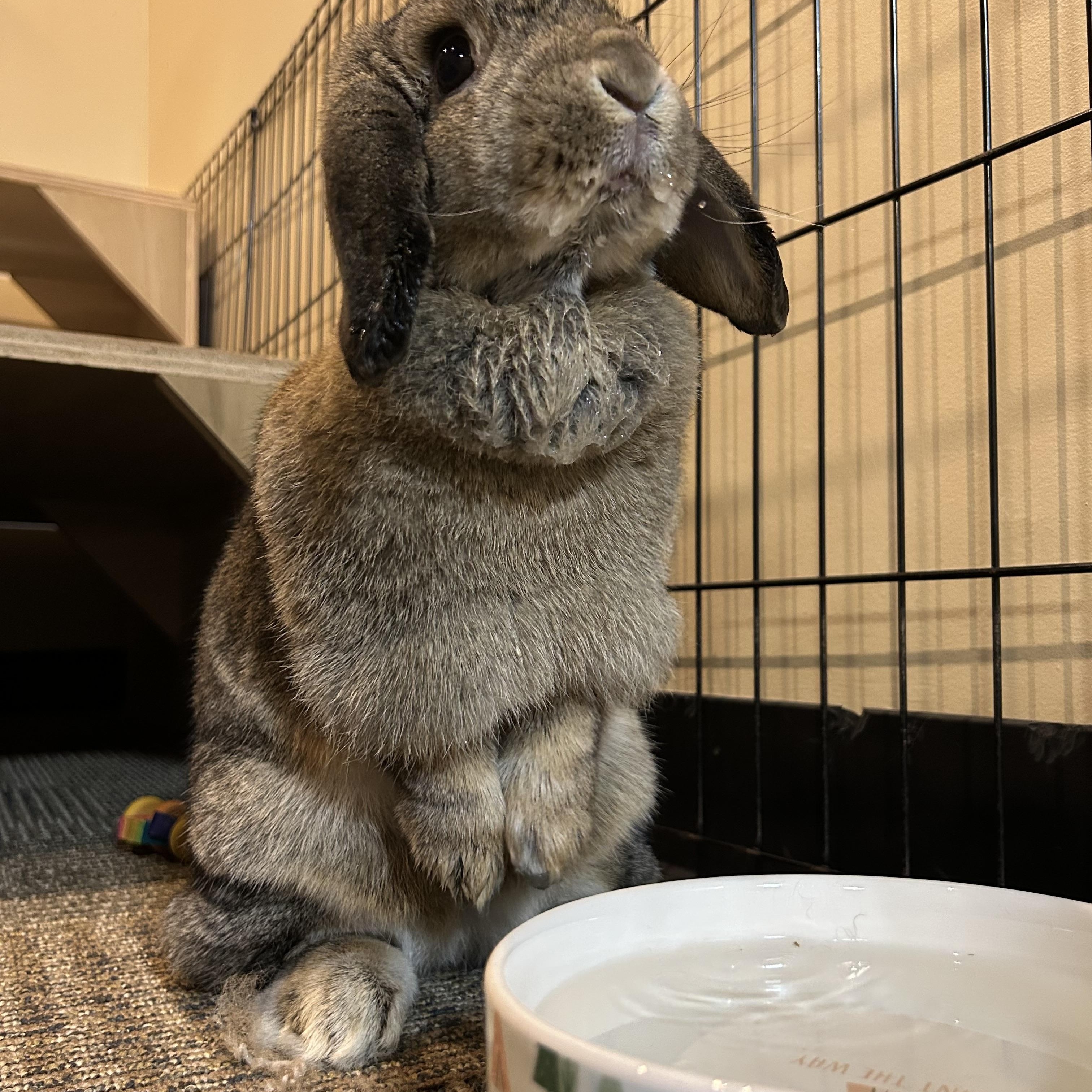 Enlarge Rory, a Adoptable mixed breed in Willowbrook, IL image 5/5