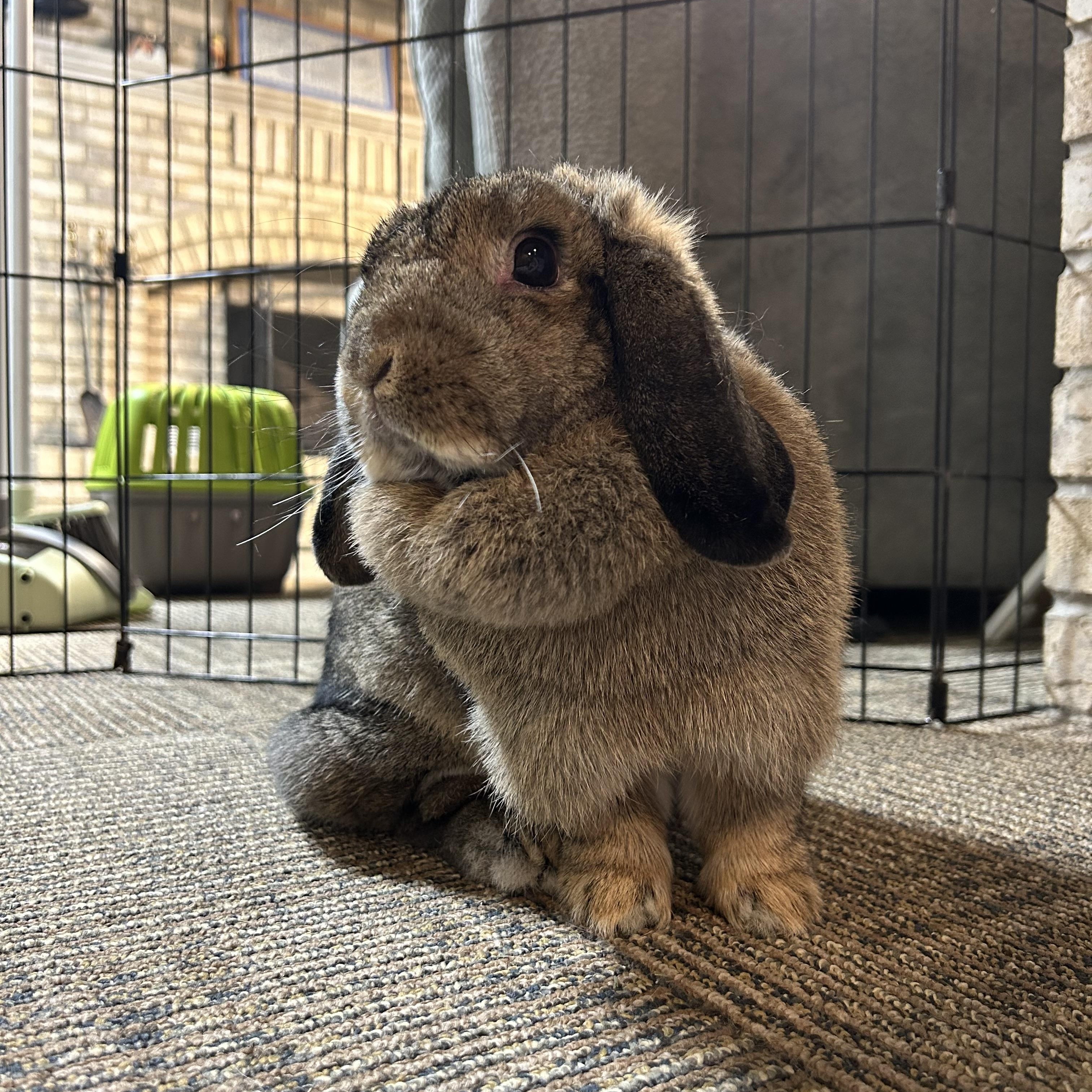 Enlarge Rory, a Adoptable mixed breed in Willowbrook, IL image 4/5