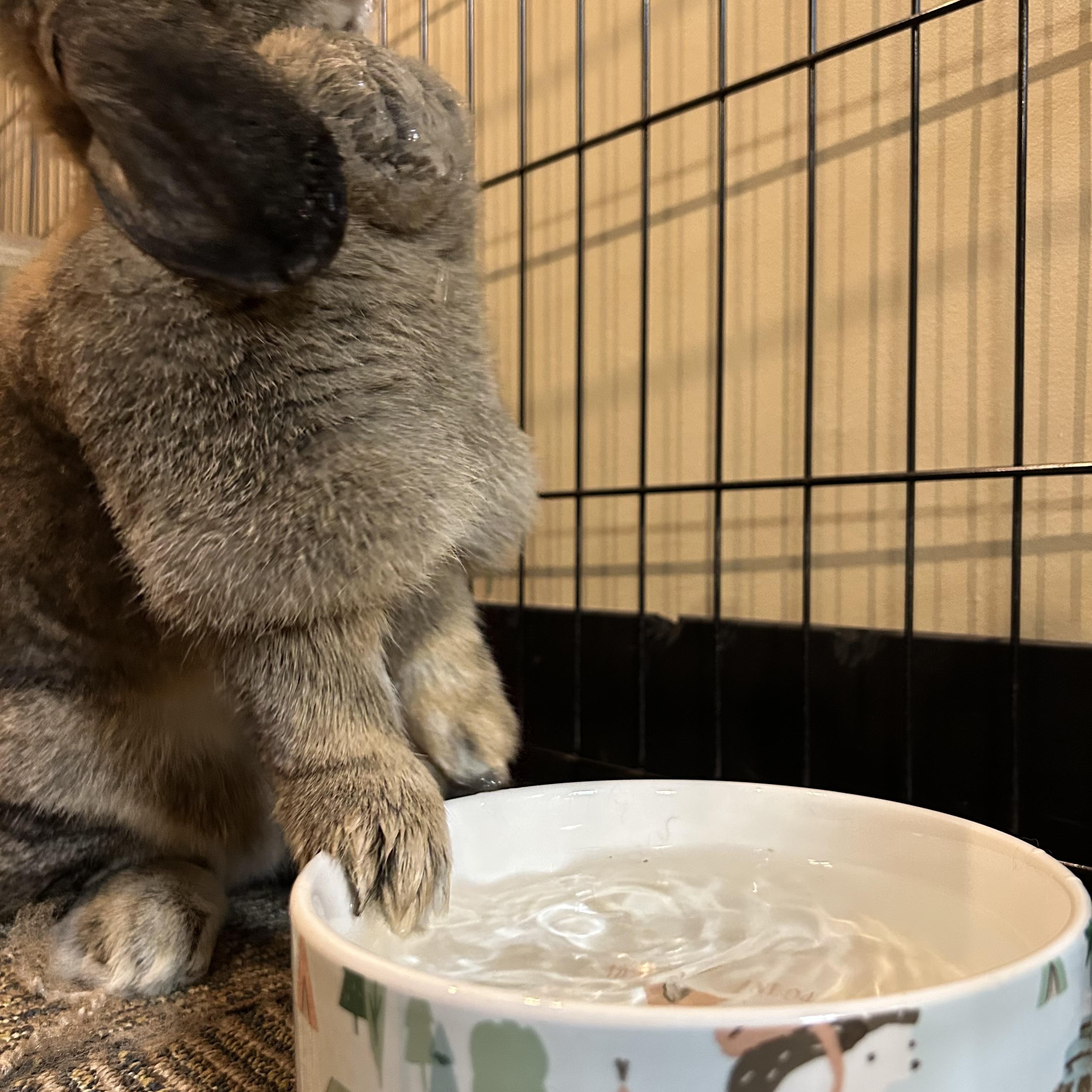 Enlarge Rory, a Adoptable mixed breed in Willowbrook, IL image 2/5