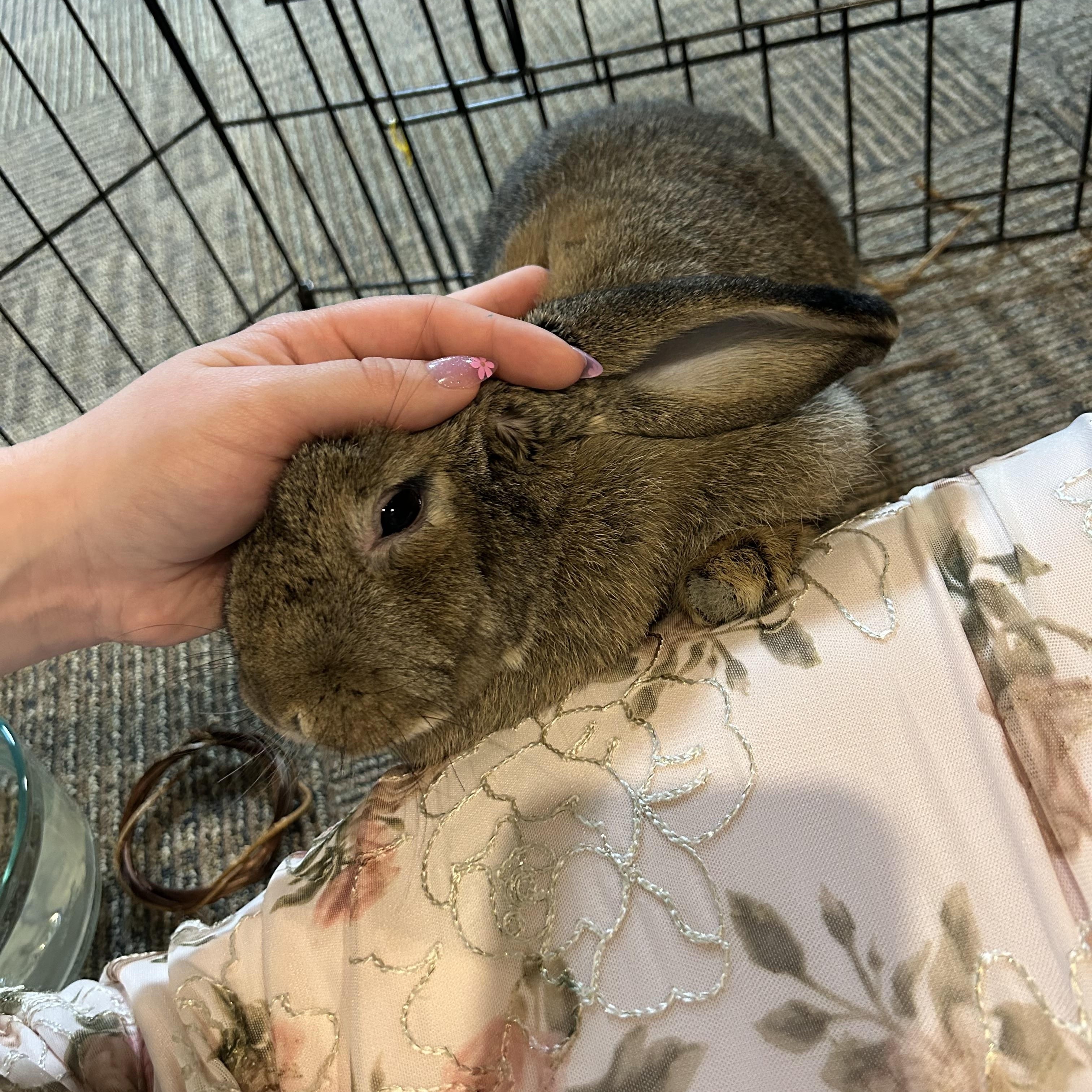 Enlarge Rory, a Adoptable mixed breed in Willowbrook, IL image 3/5