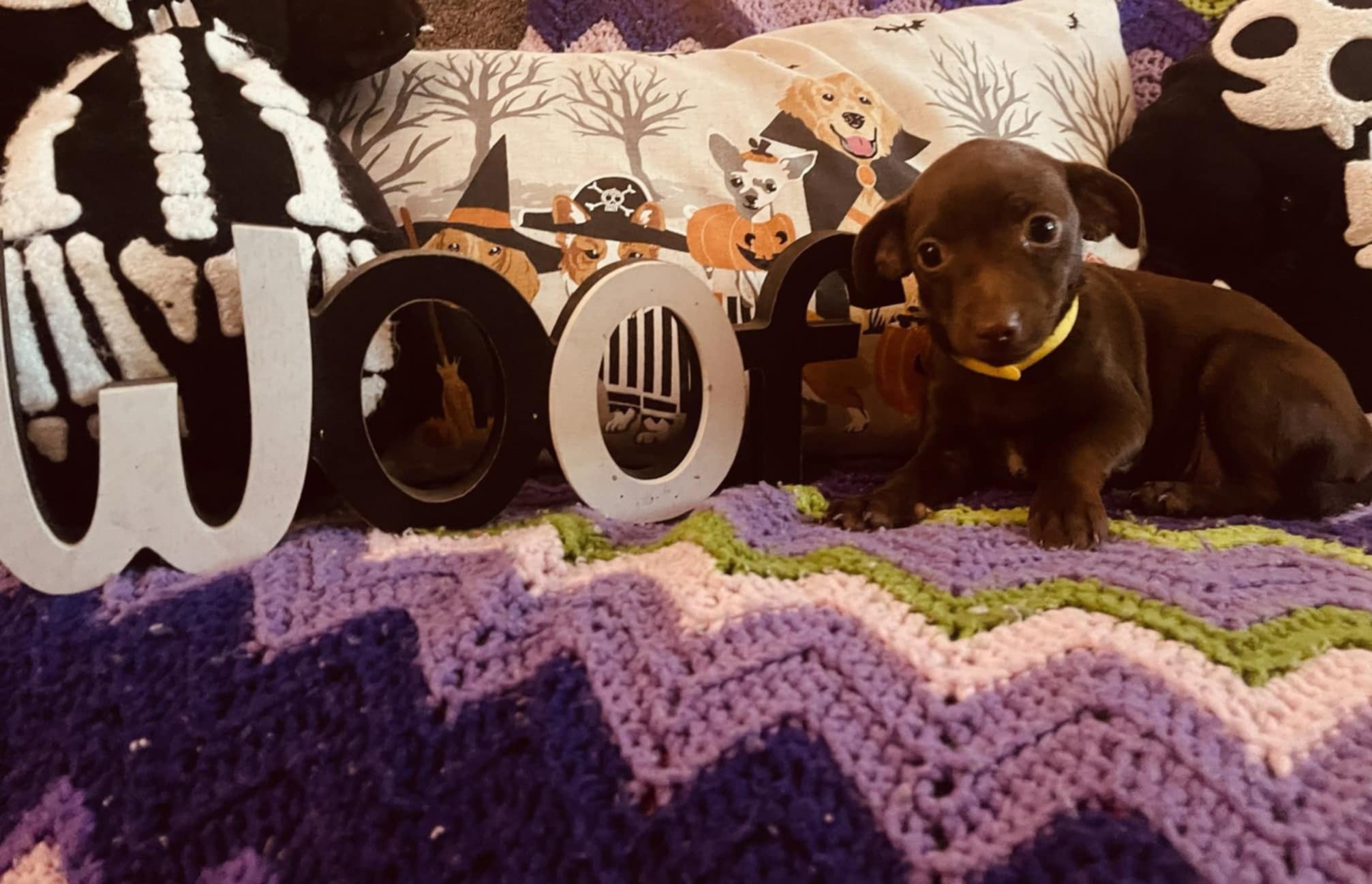 Dog for adoption Puppy 3 (Yellow Collar), a Miniature Pinscher Mix in