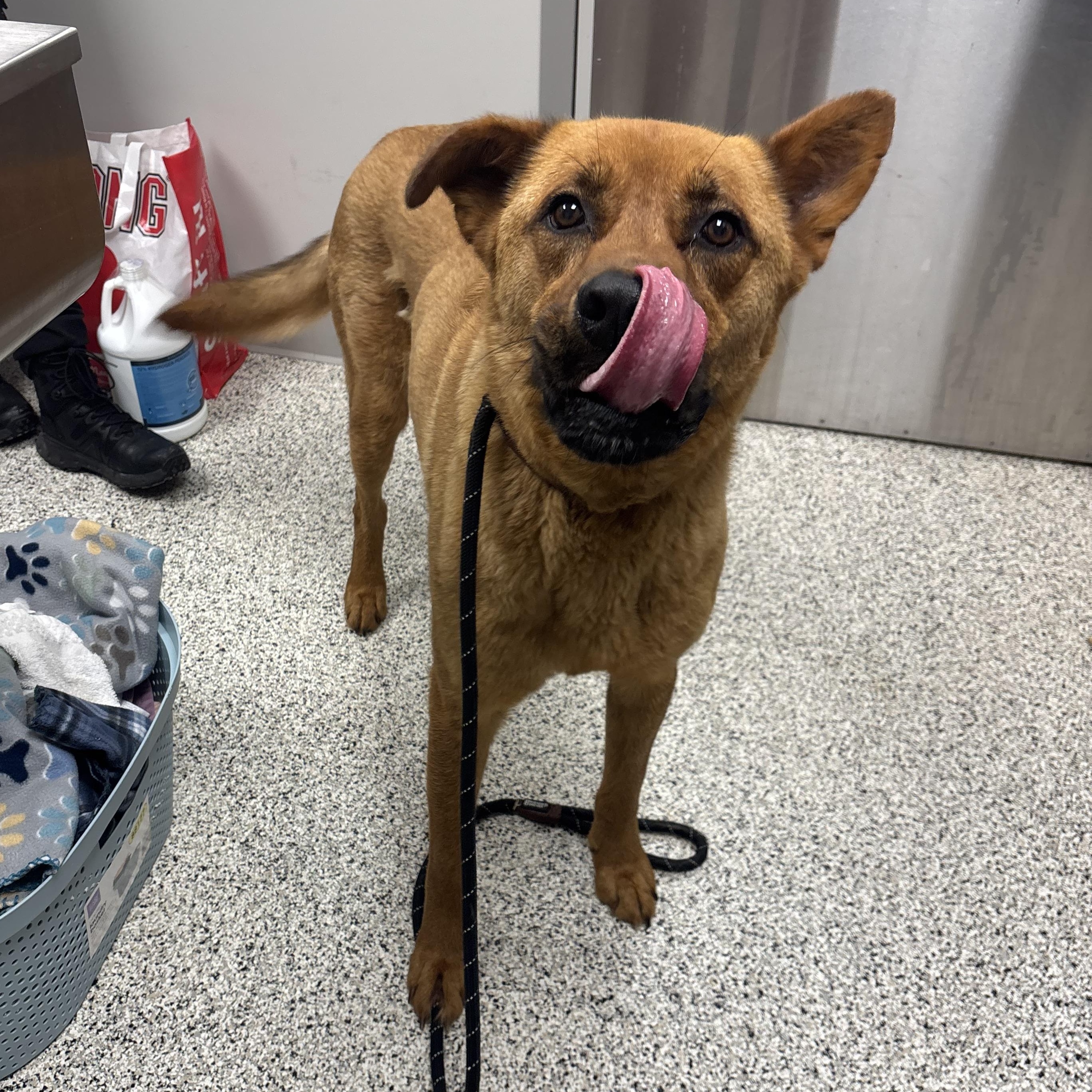 Francois, a ADOPTABLE mixed breed in Liberty, MO image 3/6