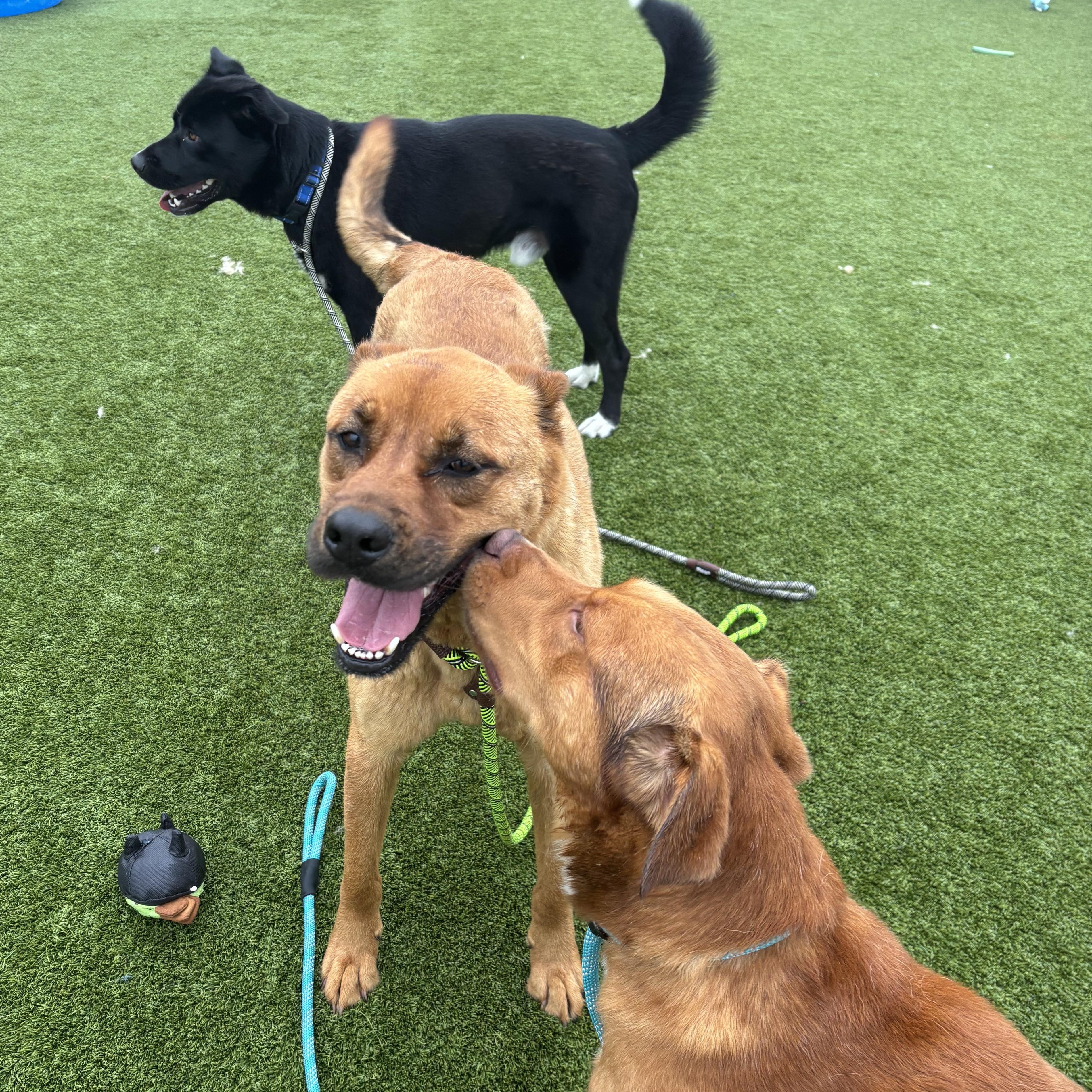 Francois, a ADOPTABLE mixed breed in Liberty, MO image 4/6