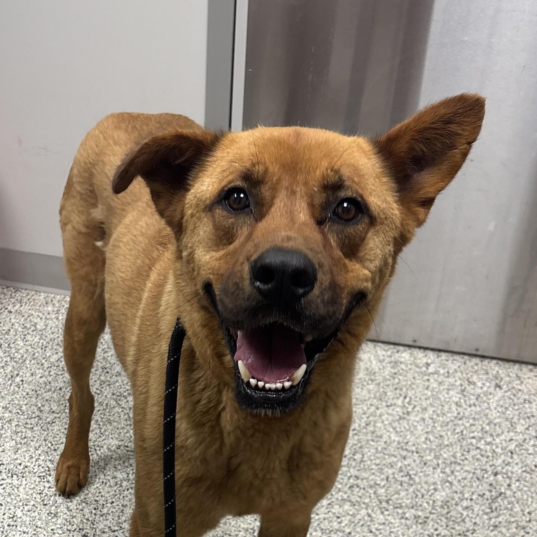 Francois, a ADOPTABLE mixed breed in Liberty, MO image 2/6