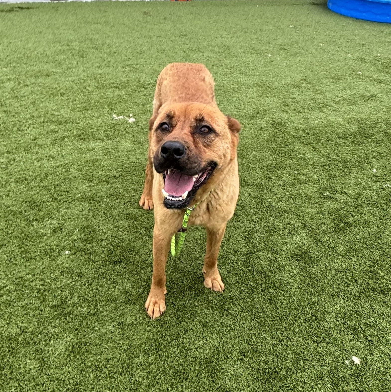 Francois, a ADOPTABLE mixed breed in Liberty, MO image 5/6
