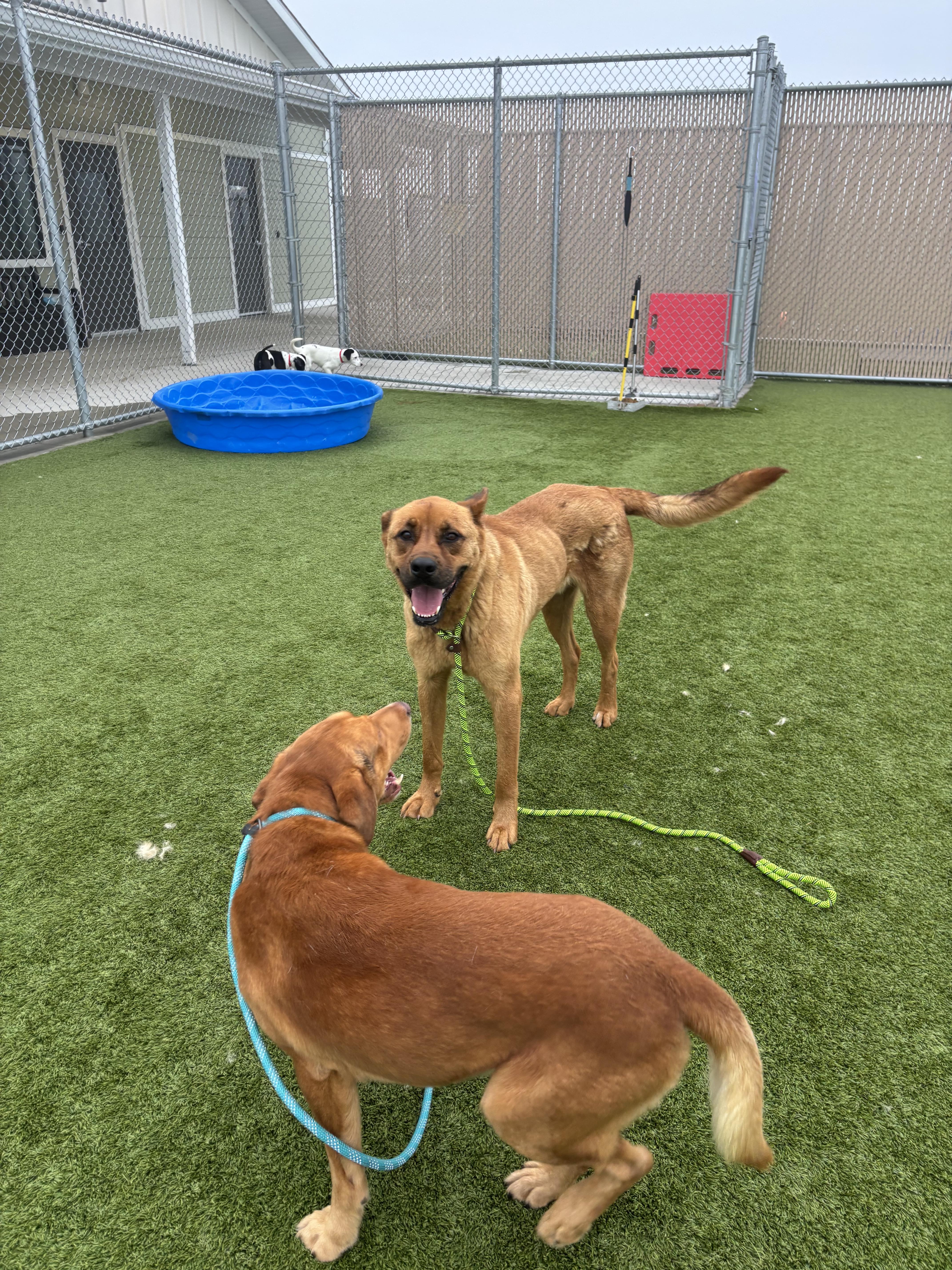 Francois, a ADOPTABLE mixed breed in Liberty, MO image 6/6