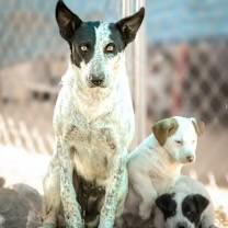 Enlarge Mercedes, a Adoptable Australian Cattle Dog / Blue Heeler in Casa Grande, AZ image 1/3
