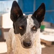 Enlarge Mercedes, a Adoptable Australian Cattle Dog / Blue Heeler in Casa Grande, AZ image 2/3