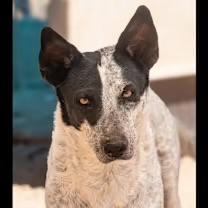 Enlarge Mercedes, a Adoptable Australian Cattle Dog / Blue Heeler in Casa Grande, AZ image 3/3