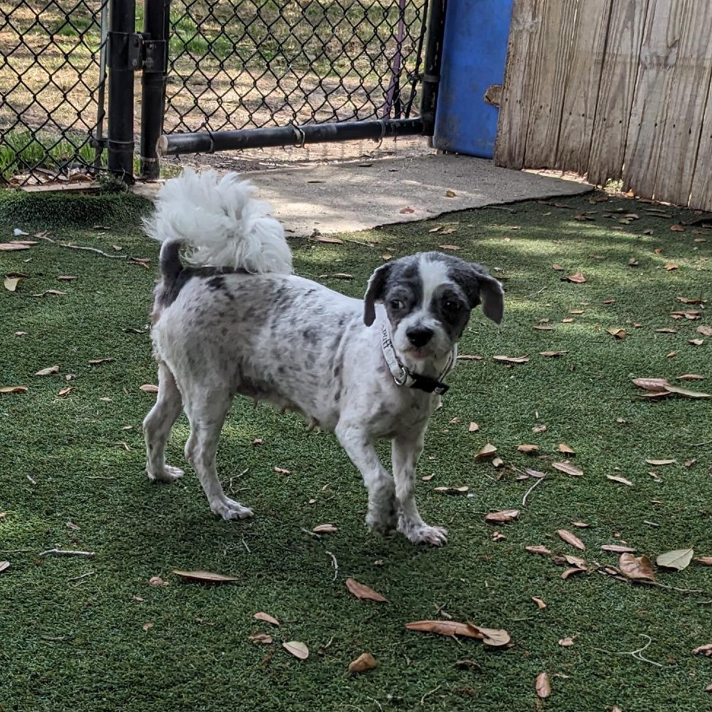 Willow — thumbnail 3