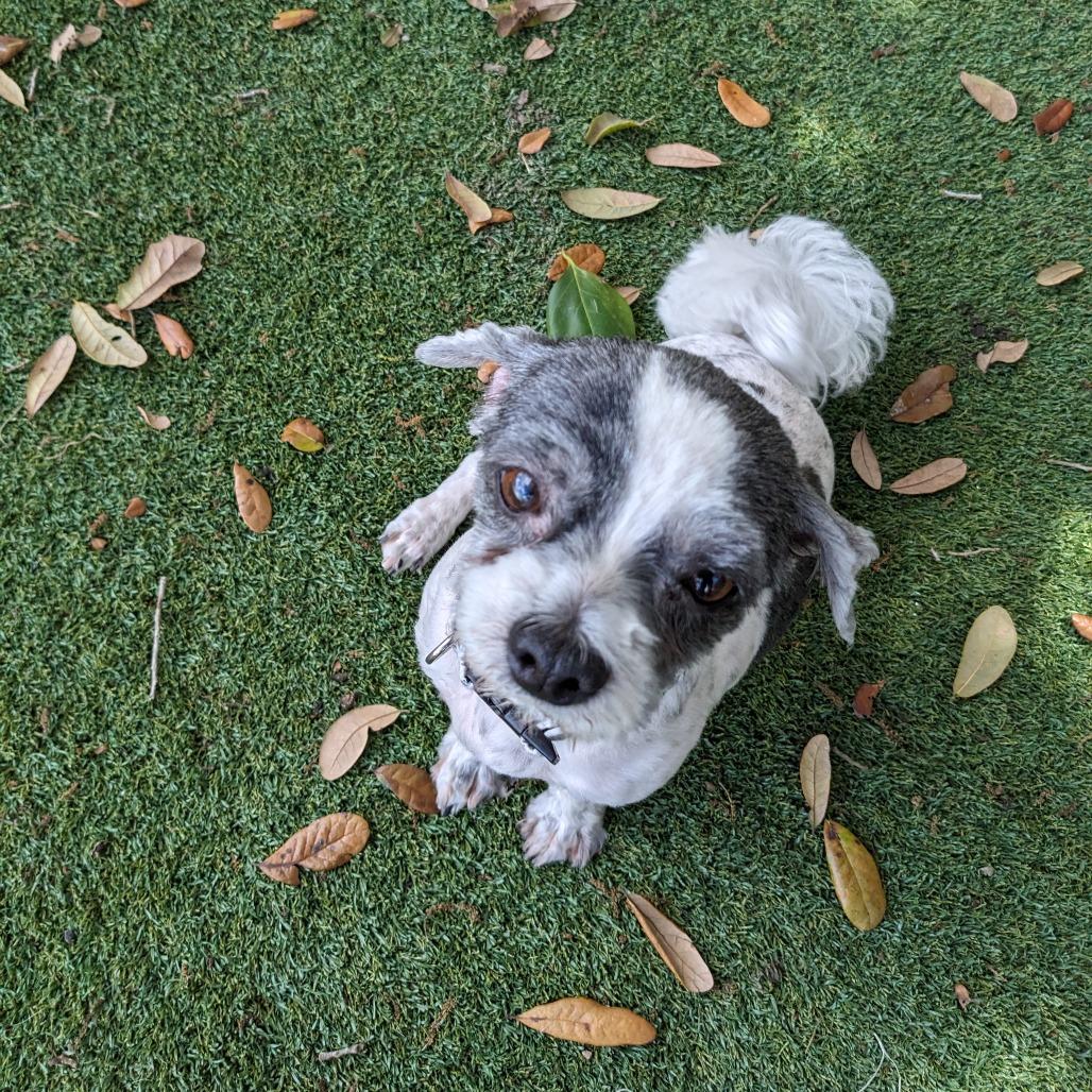 Willow — thumbnail 4