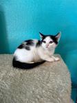 Zelda, ADOPTABLE, Kitten Female Domestic Short Hair.