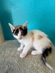 Zelda, a ADOPTABLE Domestic Short Hair in Chico, CA image 3/3