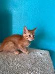 Zelda, a ADOPTABLE Domestic Short Hair in Chico, CA image 2/3