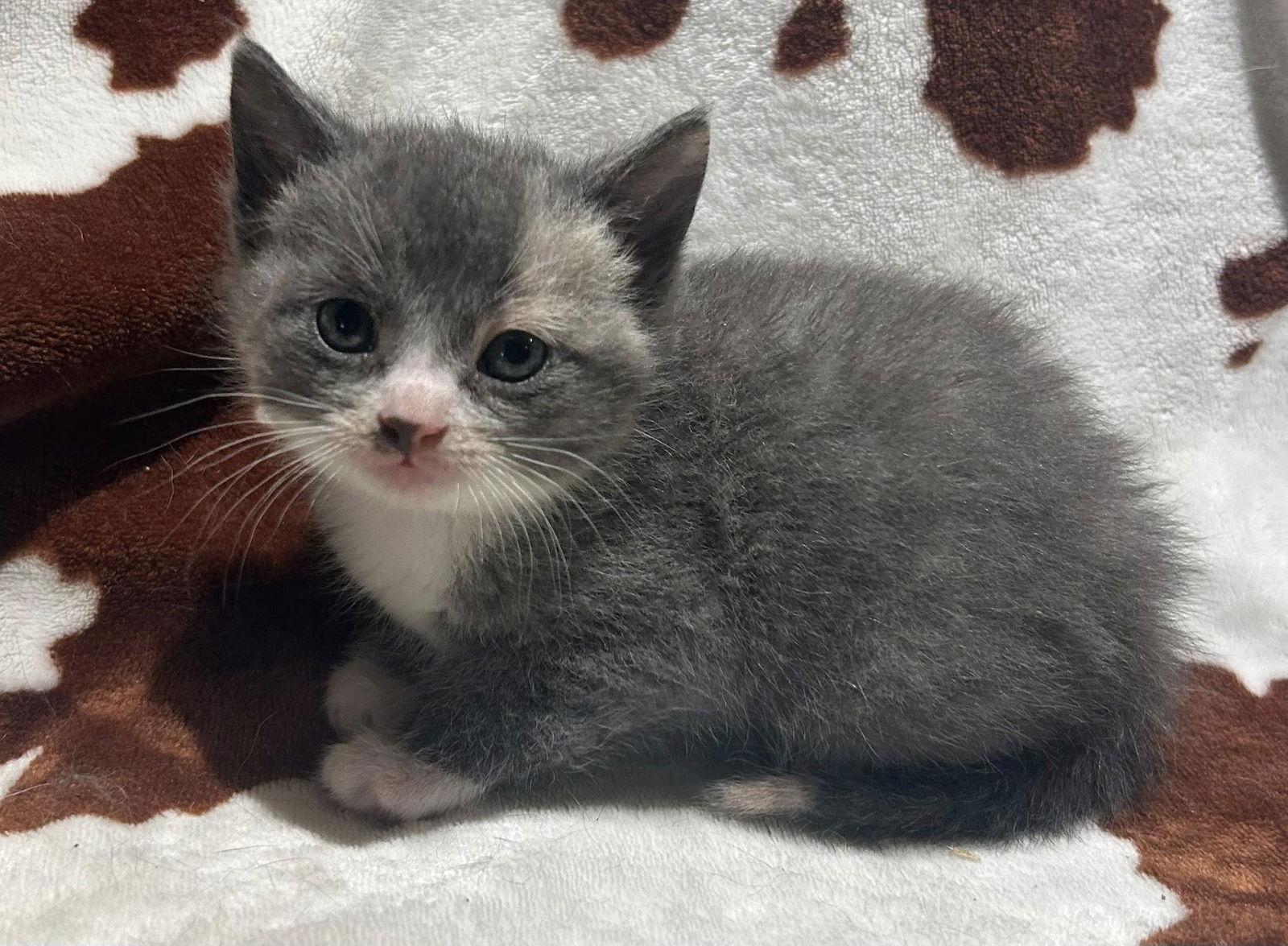 Enlarge Sun, a Adopted Domestic Short Hair in Sullivan, IN image 1/1