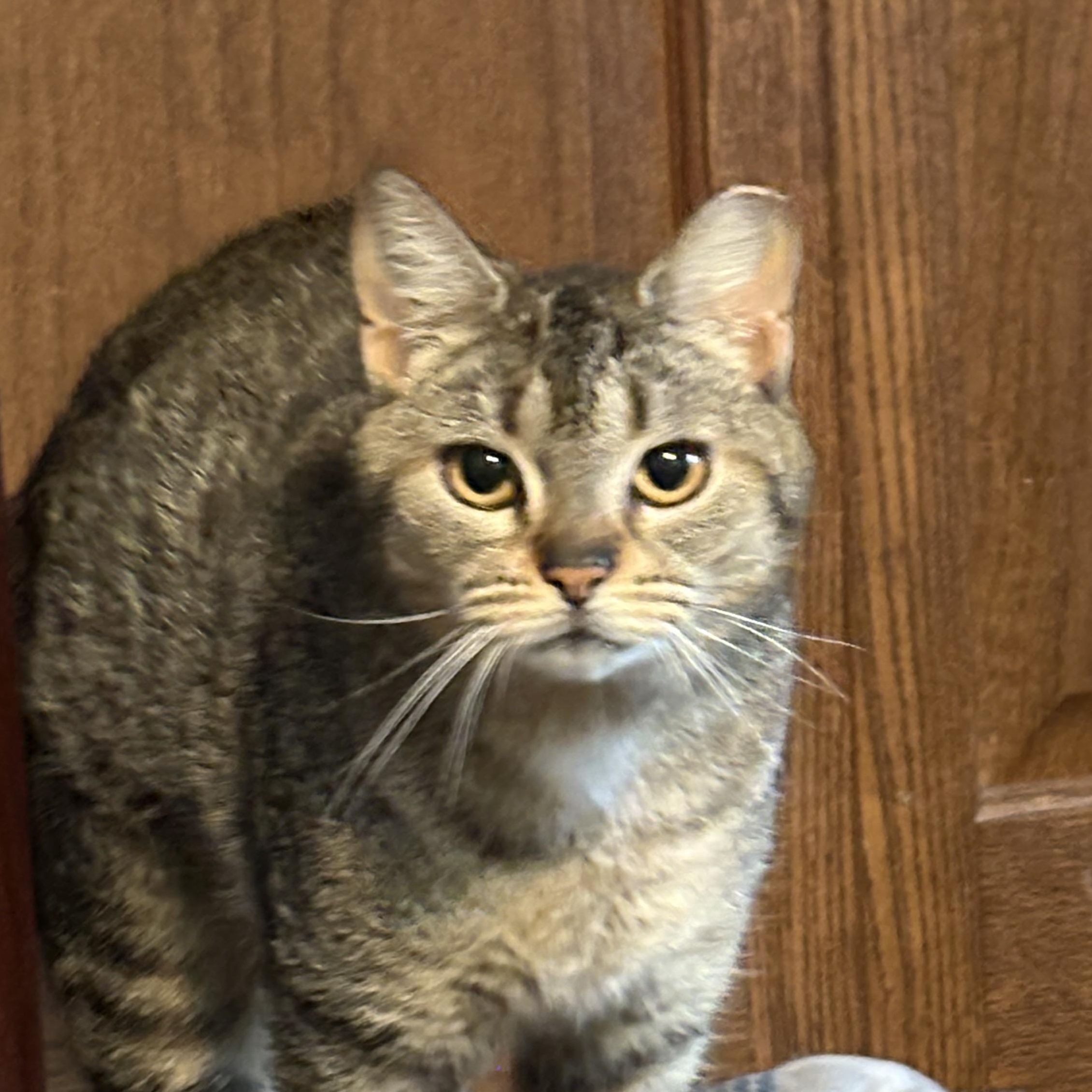 Enlarge Reece, a Adoptable mixed breed in Belvidere, IL image 4/4