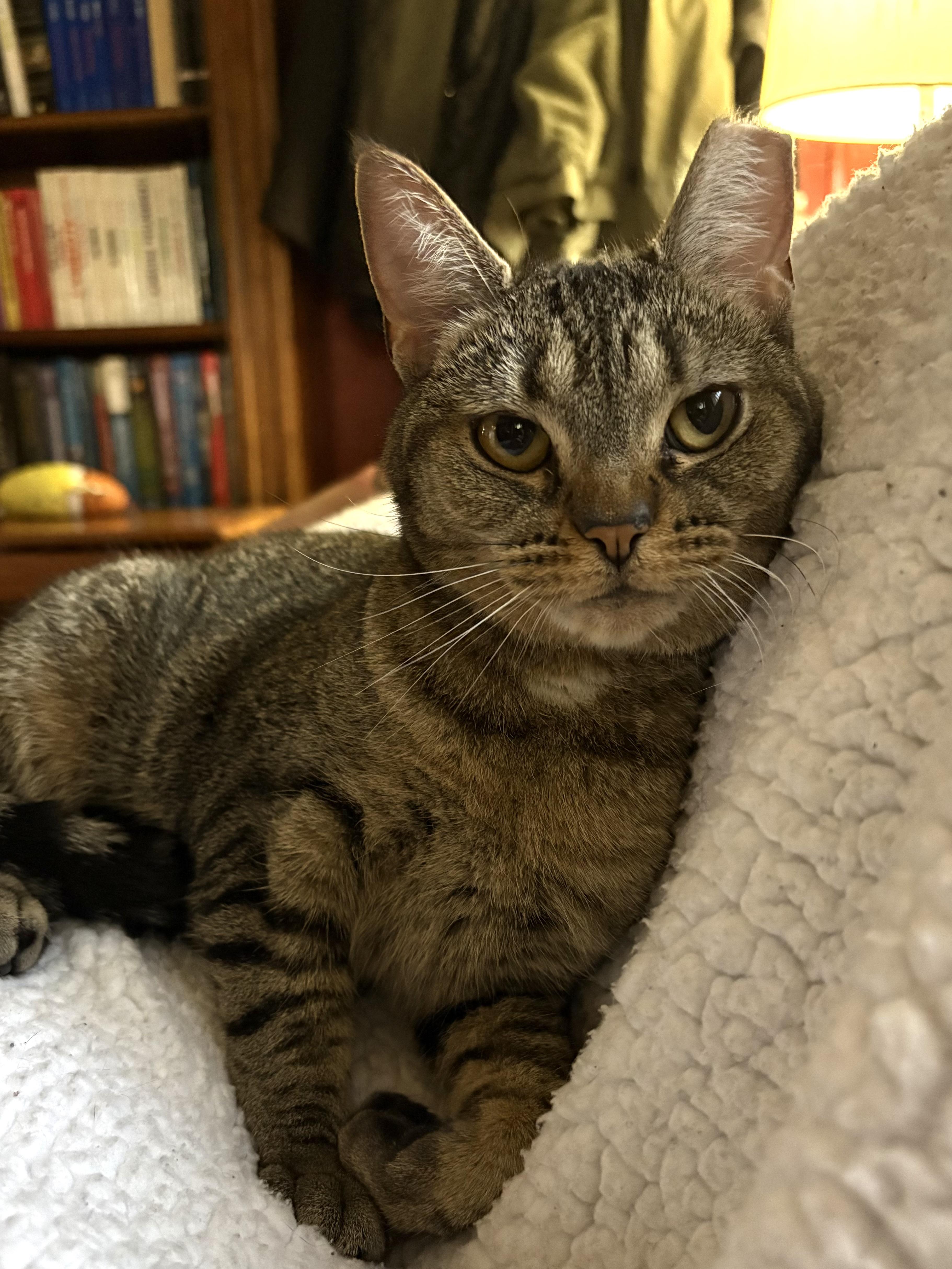 Reece, an adoptable mixed breed in Belvidere, IL image 2/5
