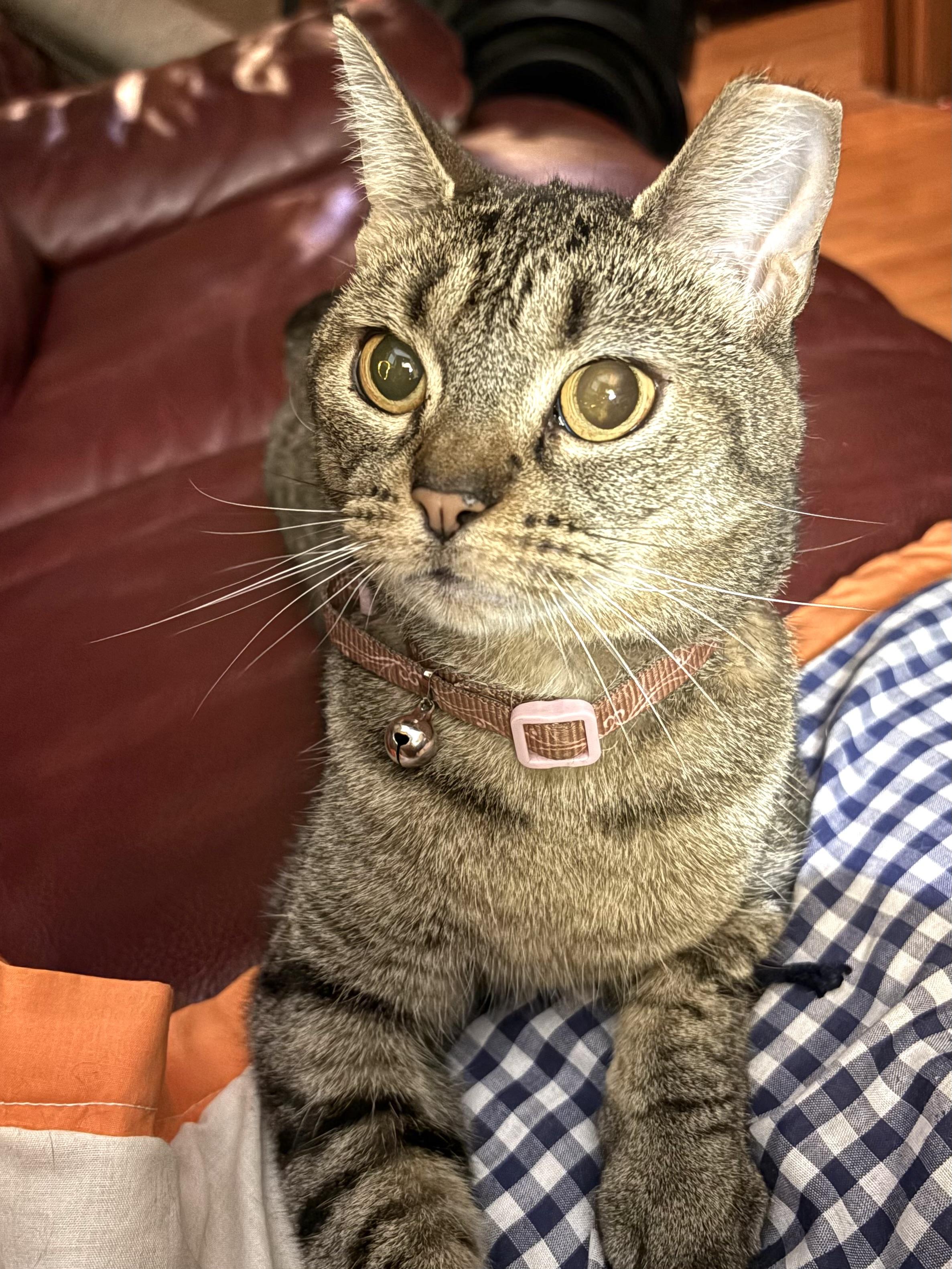 Reece, an adoptable mixed breed in Belvidere, IL image 4/5