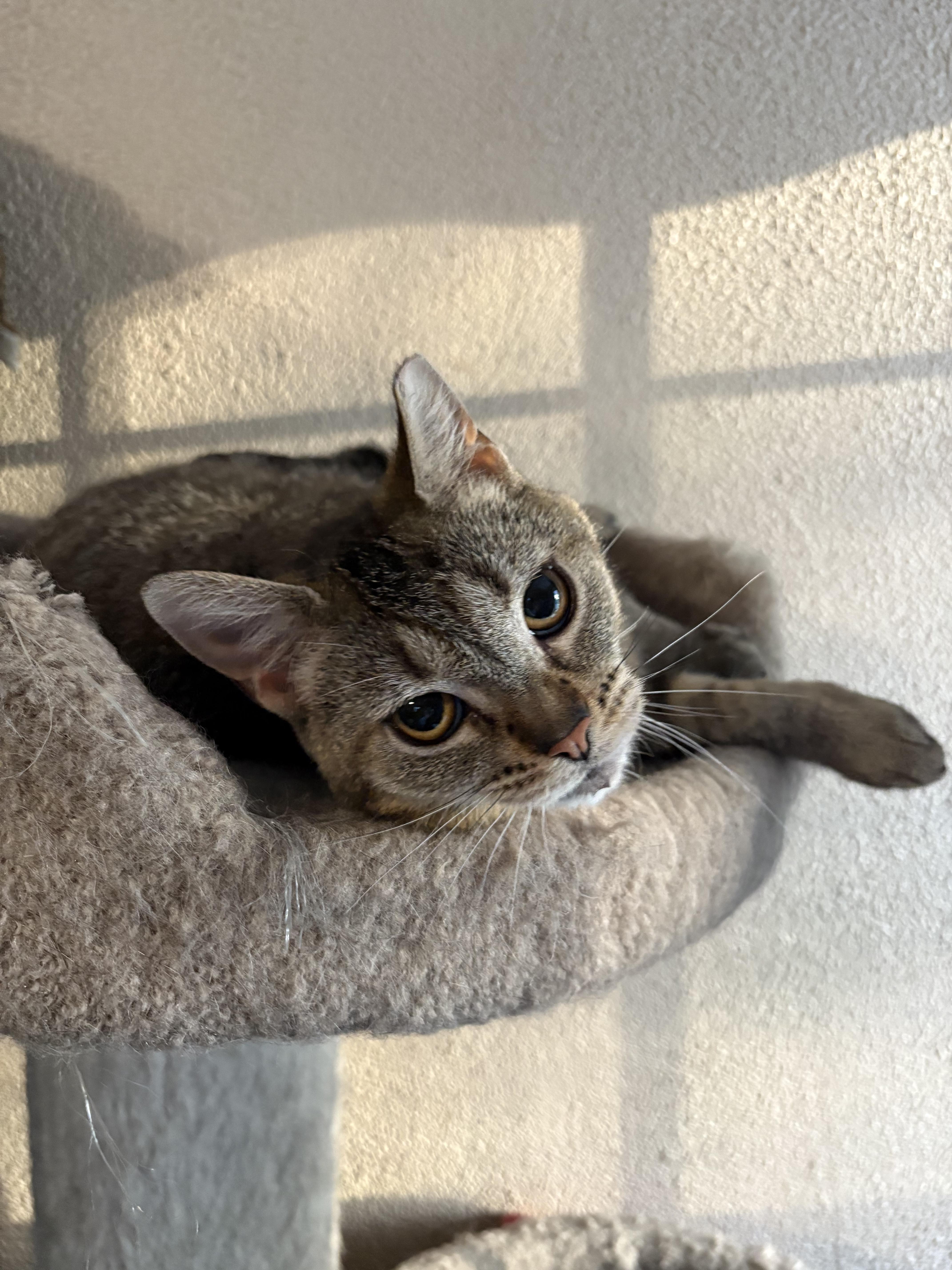 Enlarge Reece, a Adoptable mixed breed in Belvidere, IL image 3/4