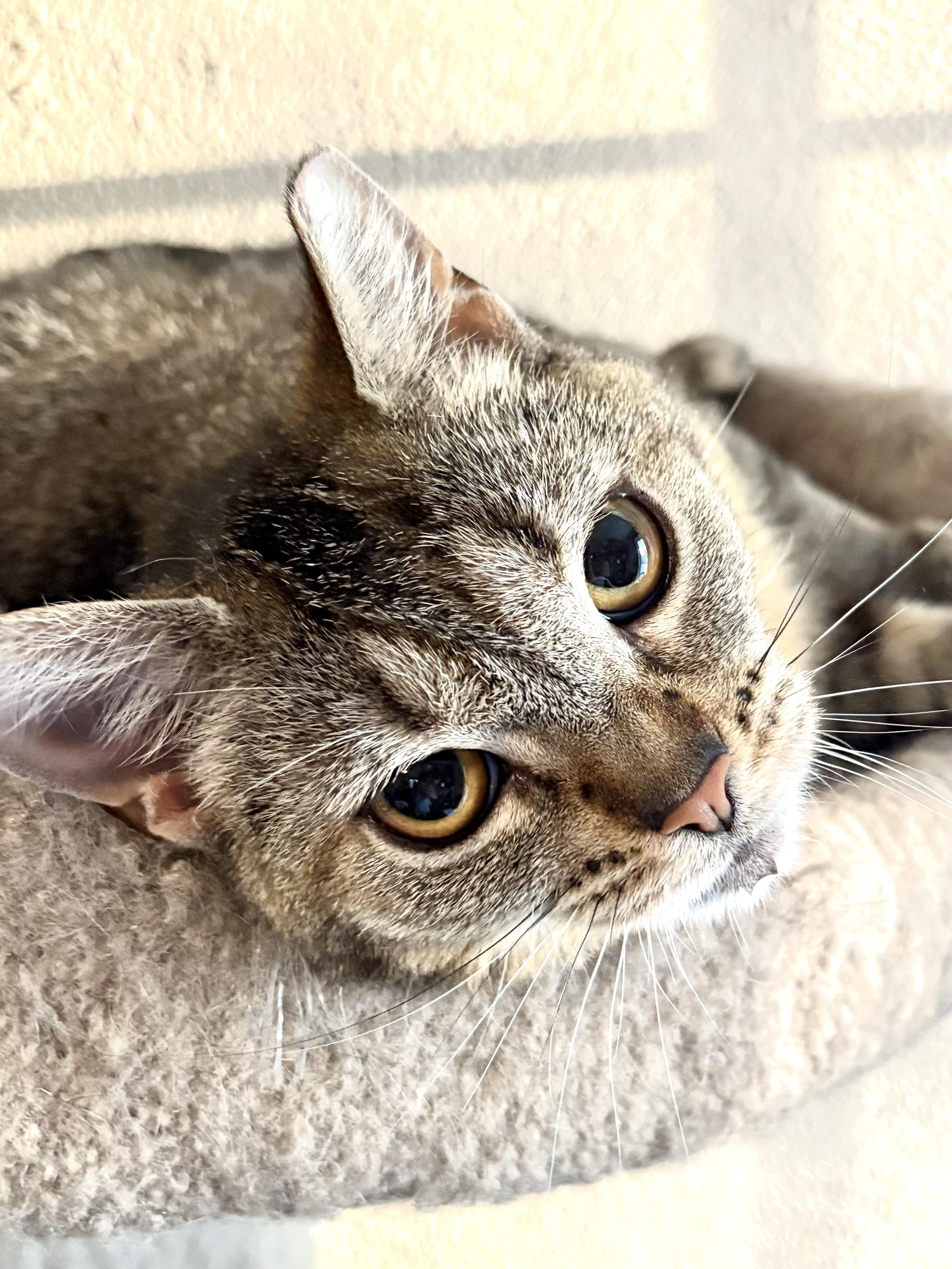 Reece, Adoptable, Kitten Female Domestic Short Hair & Tabby.