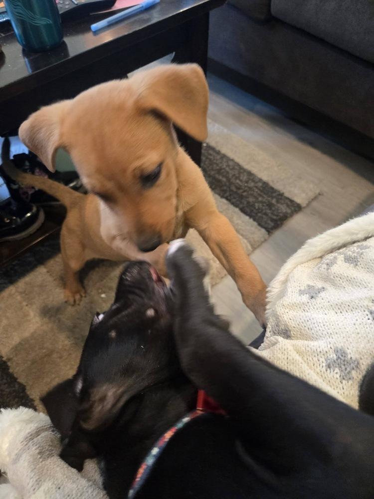 Kennedy, Adoptable, Puppy Female German Shepherd Dog.