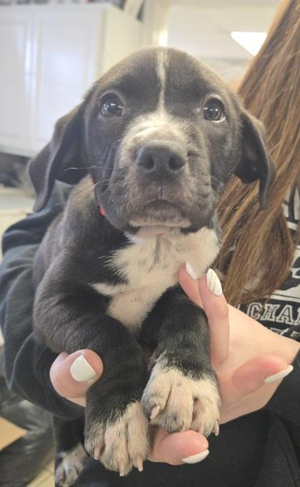 Enlarge Tan, a Adoptable mixed breed in East Brookfield, MA image 1/1