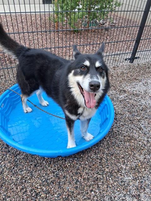 Enlarge CAINE, a Adoptable mixed breed in Mesa, AZ image 1/1