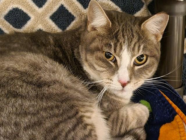 DUTCH OVEN, Adoptable, Young Male Domestic Short Hair.