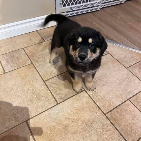 Slate, Adoptable, Puppy Male German Shepherd Dog & Mixed Breed.