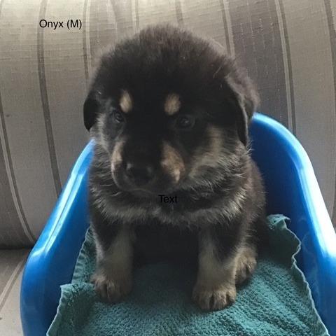 Enlarge Slate, a Adoptable mixed breed in Calgary, AB image 2/5