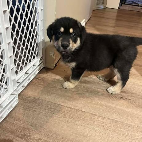 Enlarge Slate, a Adoptable mixed breed in Calgary, AB image 3/5